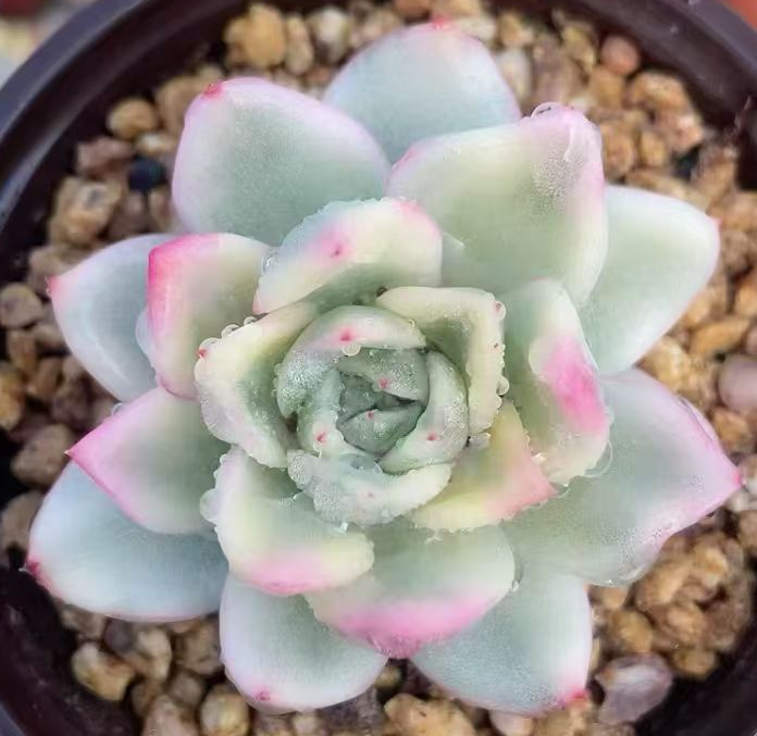 731. La jolla VAR. single head 5-7cm/ Echeveria / Succulent plants / Garden landscape / Carefully select healthy plants