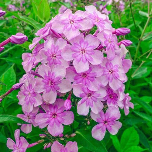 Eden's Smile Phlox