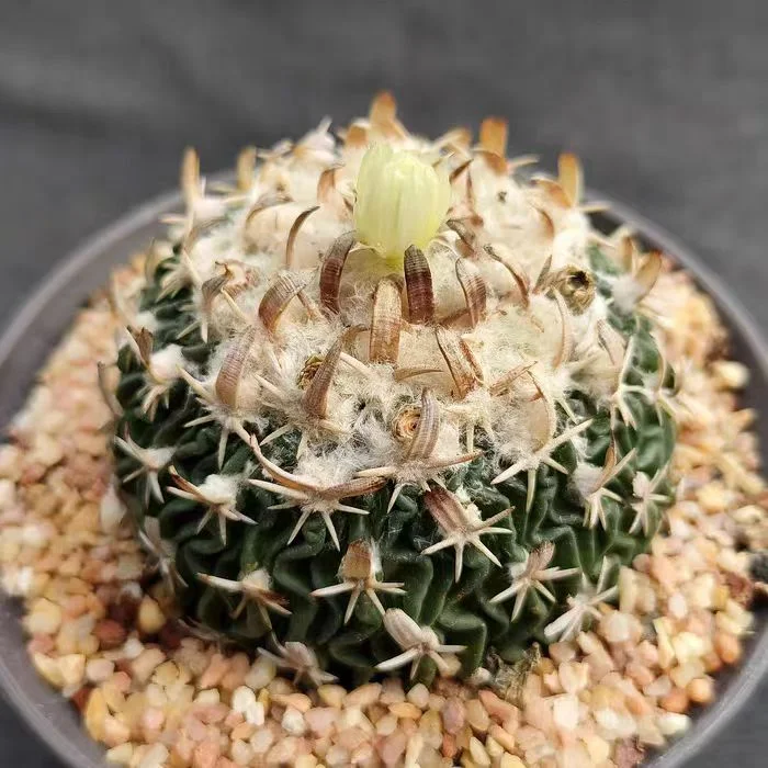 plant Aeonium Echeveria Haworthia  Caudex  Lithops Cactus  Agave 