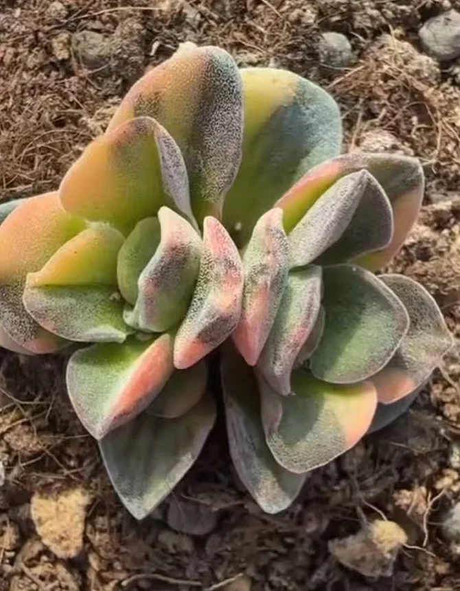 plant Aeonium Echeveria Haworthia  Caudex  Lithops Cactus  Agave 