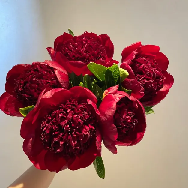 🌺PEONY FLOWER SEEDS