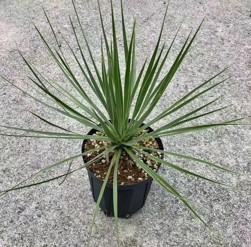 plant Aeonium Echeveria Haworthia  Caudex  Lithops Cactus  Agave 