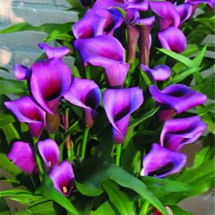 Egrow 50 Stück Calla-Liliensamen für den Garten, Balkon, im Topf, mehrjährige Blumensamen, Bonsai-Efeu-Blumen