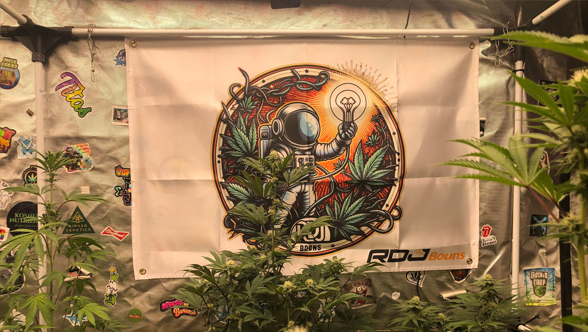 Why 400W LED Grow Lights Are the Perfect Solution for Small to Medium-Sized Indoor Gardens