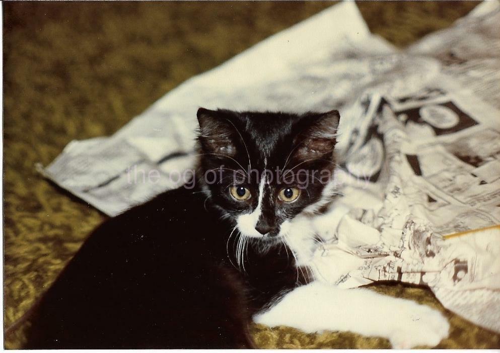 FOUND Photo Poster paintingGRAPH Color FAMILY CAT Original Snapshot VINTAGE JD 110 15 W
