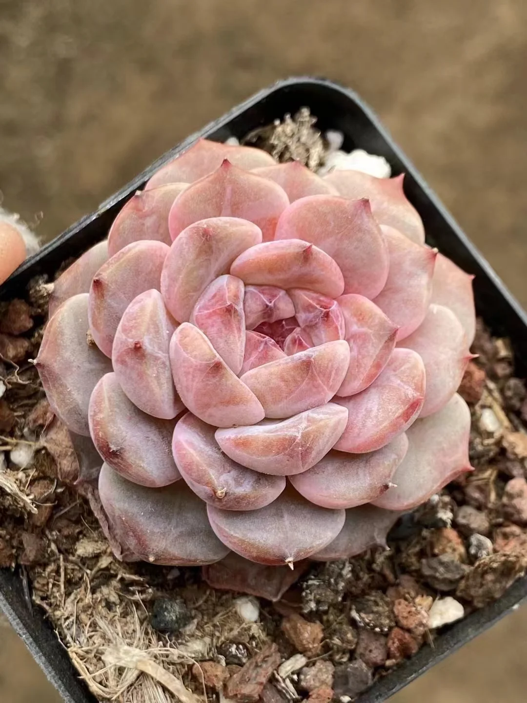 plant Aeonium Echeveria Haworthia  Caudex  Lithops Cactus  Agave 