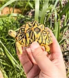 Tortoise Tortoise Model Resin Yada Angoloka Radiated Tortoise Ornaments Landscaping