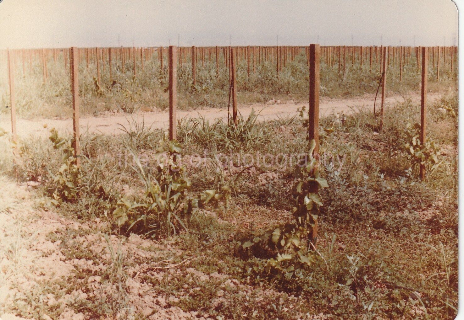 Desert Southwest Farm FOUND Photo Poster painting ColorOriginal Snapshot 811 33 T