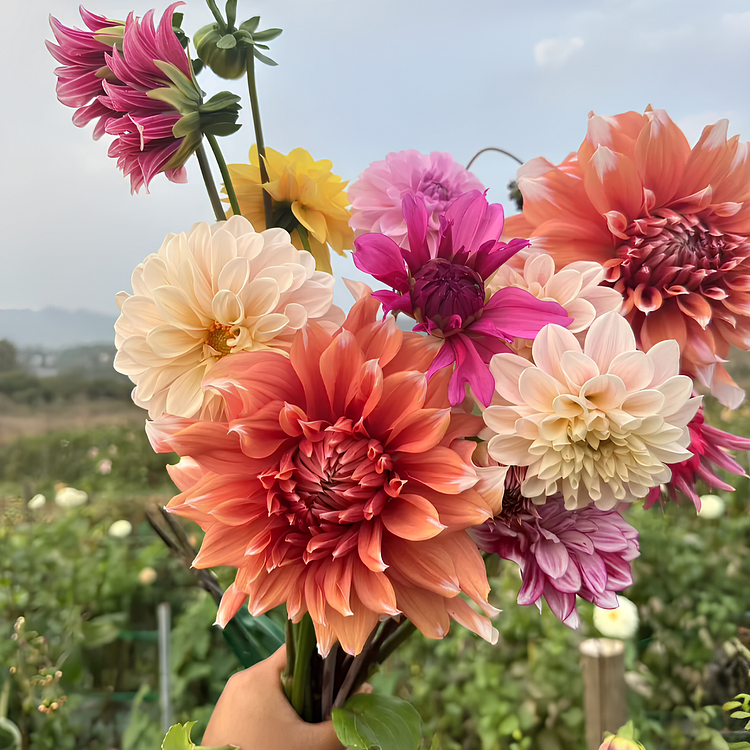 💐Double Dahlia Mixed Seeds