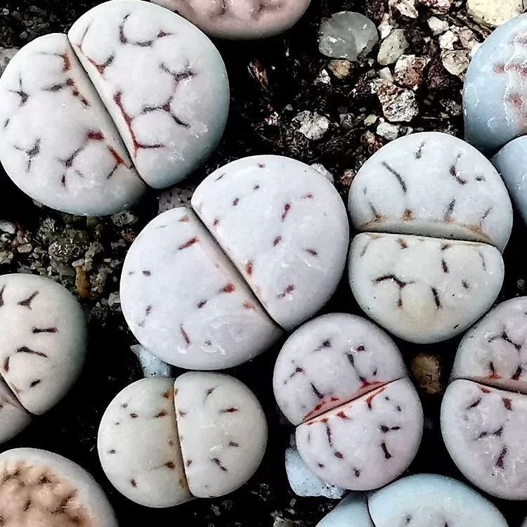 plant Aeonium Echeveria Haworthia  Caudex  Lithops Cactus  Agave 