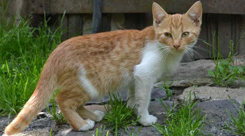 10 Key Signs Your Cat Is Nearing the End and Ways to Help