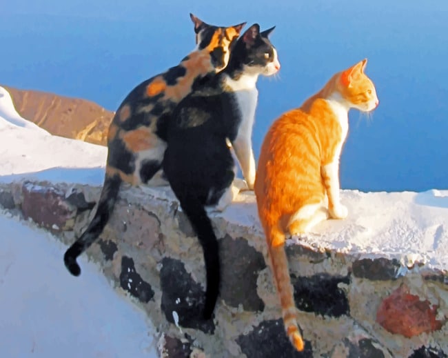 

Santorini Cats – Paint By Numbers - 40*50CM, 501 Original