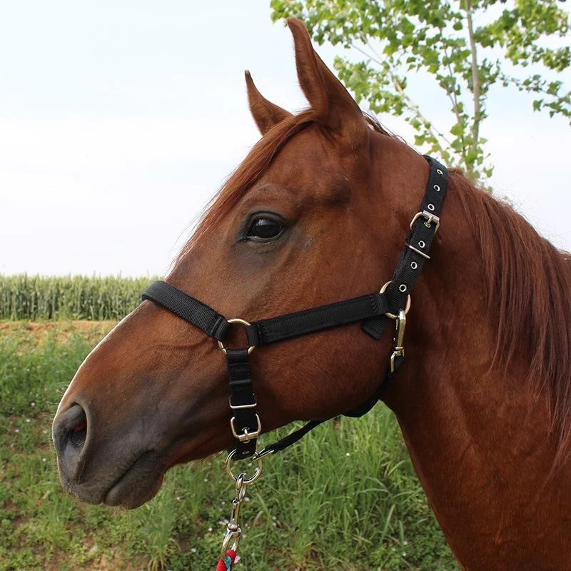 Nylon Full-Line Board Horse Rein Headstall Equestrian Supplies, Specification: S 