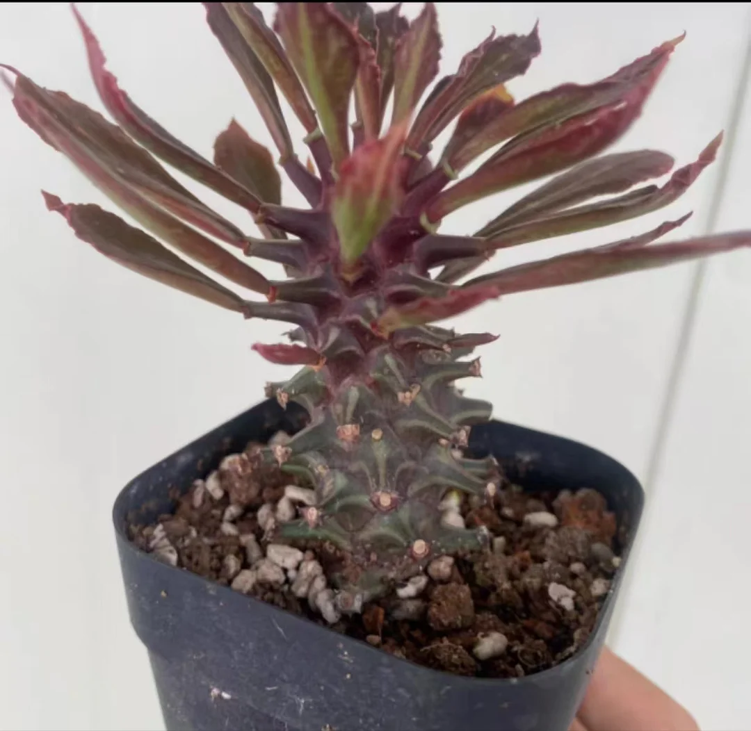 plant Aeonium Echeveria Haworthia  Caudex  Lithops Cactus  Agave 