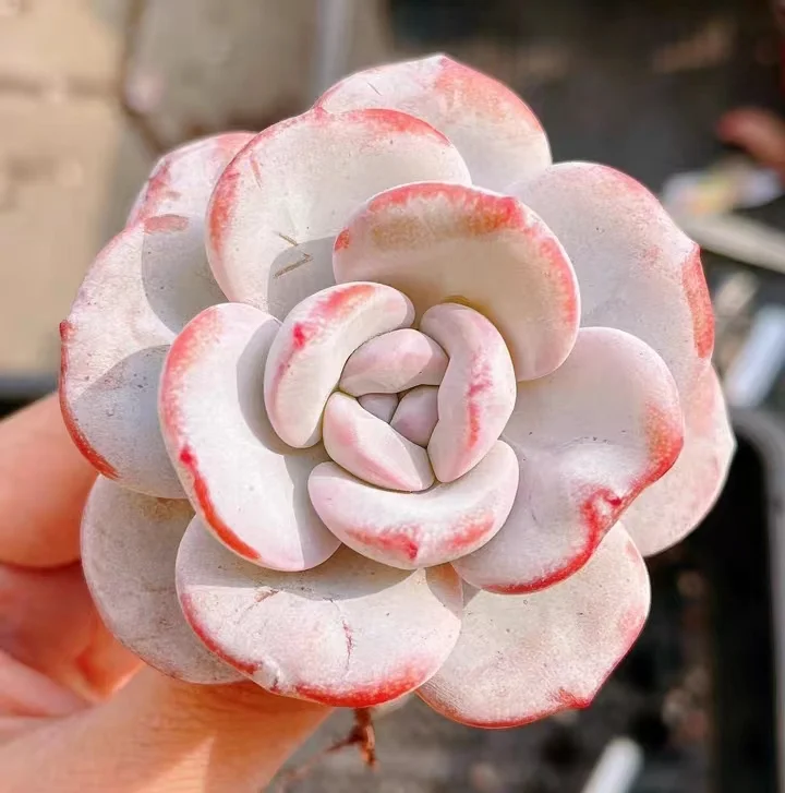 plant Aeonium Echeveria Haworthia  Caudex  Lithops Cactus  Agave 