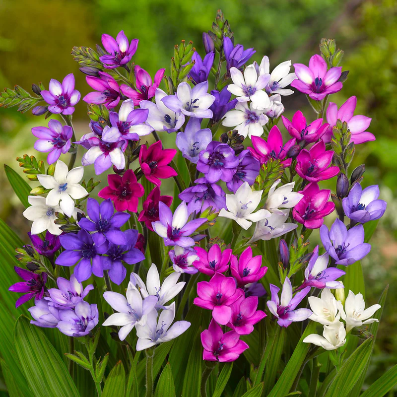 Rain Orchid Bulbs-Blooms once the next rain falls