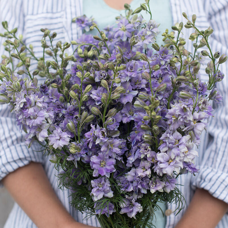 Larkspur Light Blue Flower | X 100 Seeds