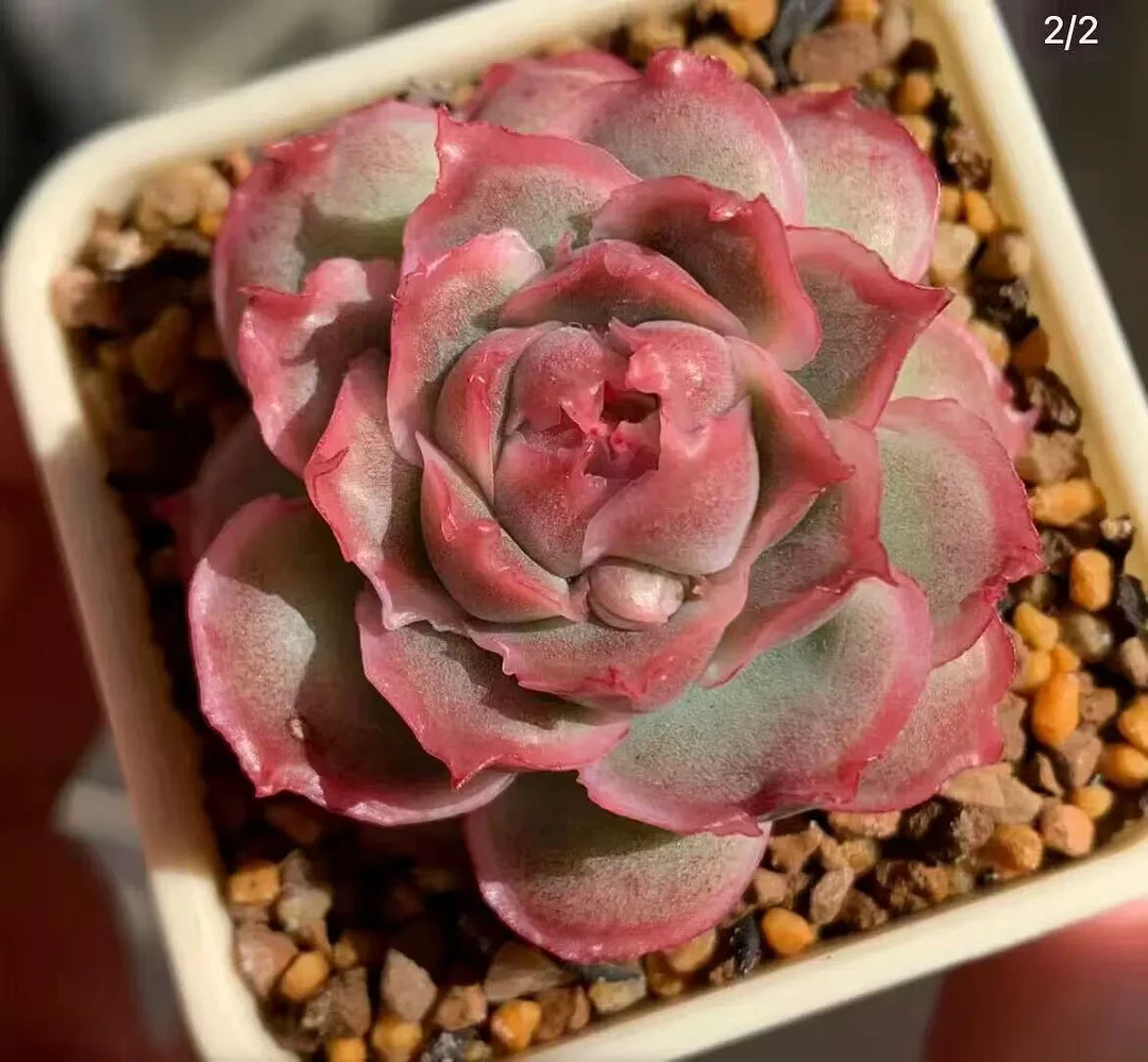 529. Crystal shrimp dumplings single head / Echeveria/ Succulent plants / Garden landscape / Carefully select healthy plants