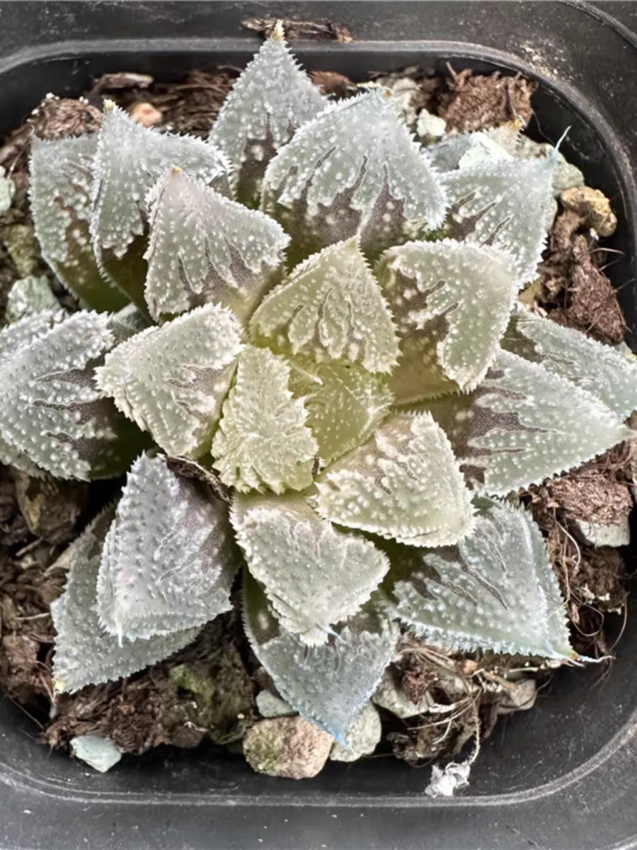 plant Aeonium Echeveria Haworthia  Caudex  Lithops Cactus  Agave 