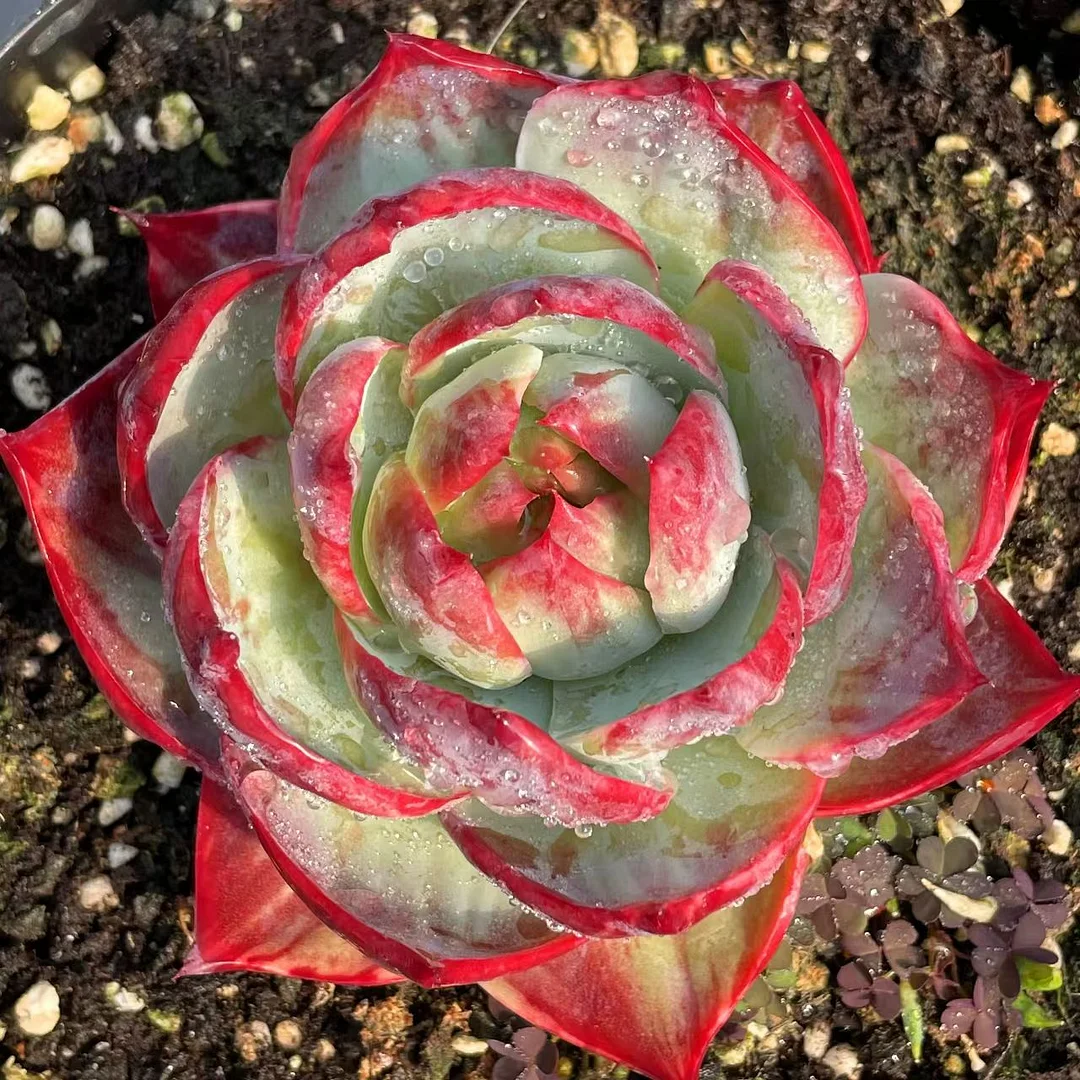 plant Aeonium Echeveria Haworthia  Caudex  Lithops Cactus  Agave 