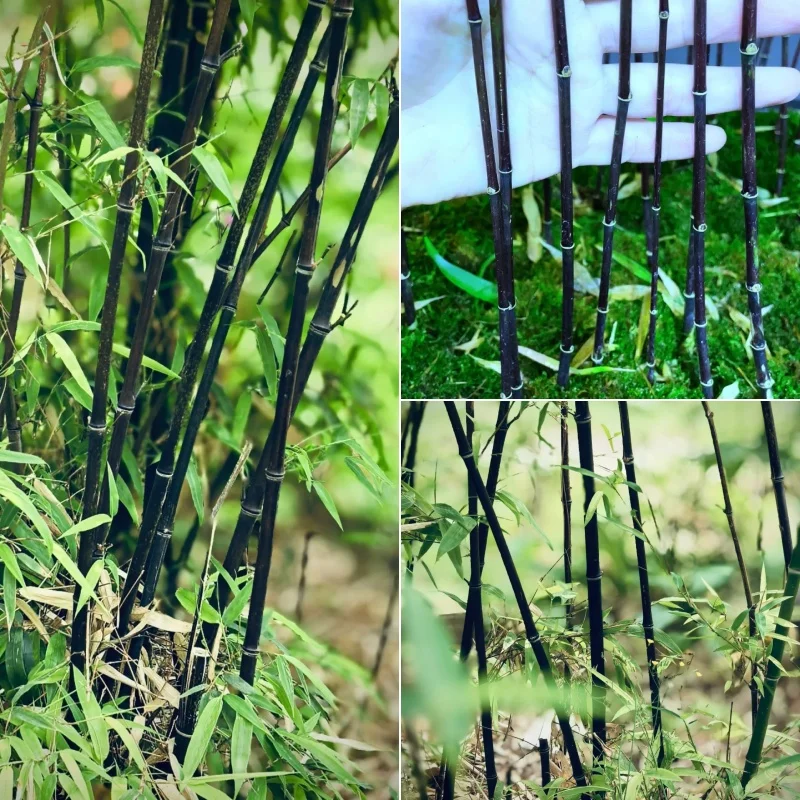 Rare Purple Cold Bamboo