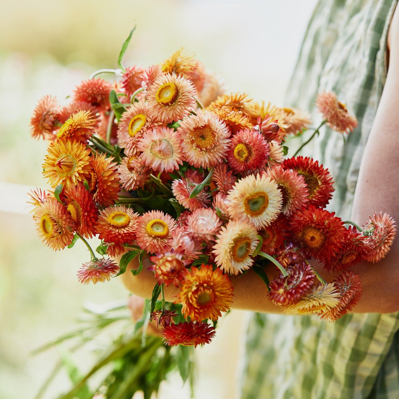 Everlasting Strawflower Salmon Rose | X 100 Seeds
