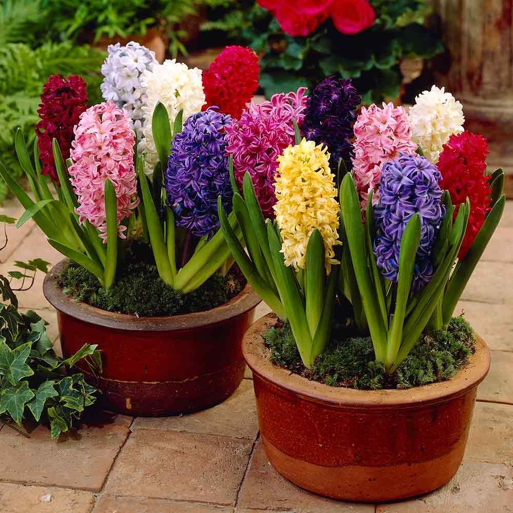 50PCS Hyacinth Seeds Mix Colors 95% Sprouting Rate Jonyparkseed®