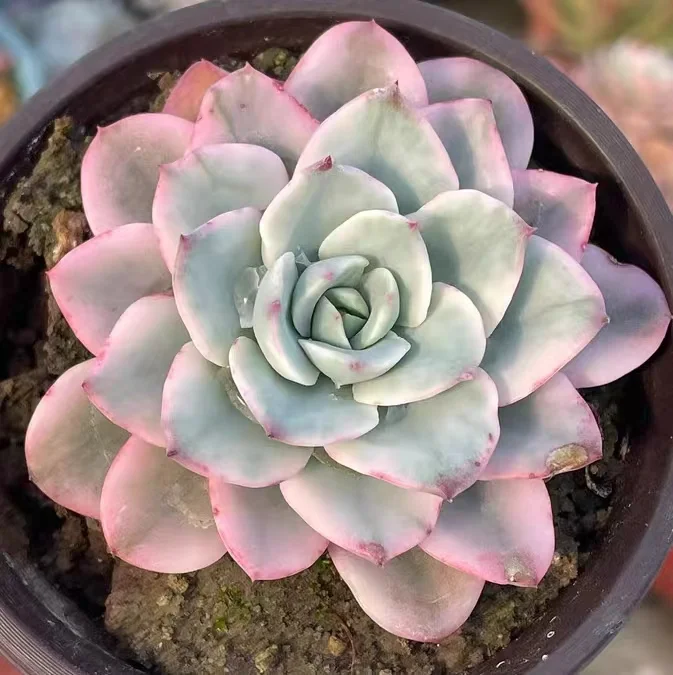 456.Echeveria Yellow peach single head  5-6cm/ Echeveria / Echeveria / Succulent plants / Garden landscape / Carefully select healthy plants