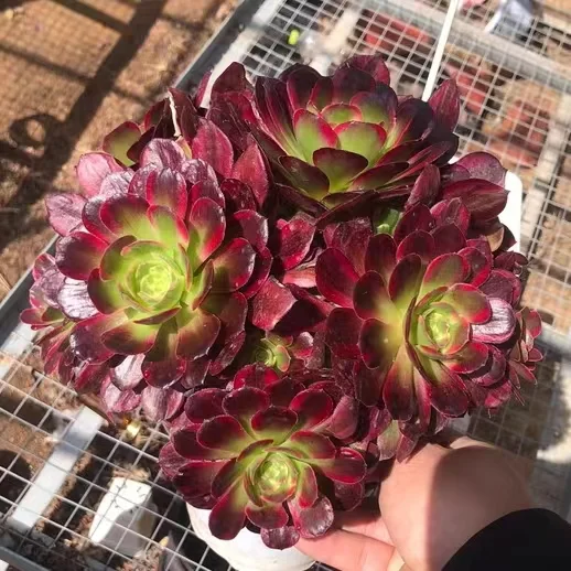 208.  Anna cluster 15-18cm 8 heads/ Aeonium cluster/ Aeonium plants / Garden landscape / Carefully select healthy plants