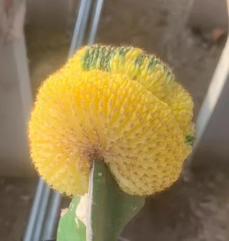 plant Aeonium Echeveria Haworthia  Caudex  Lithops Cactus  Agave 