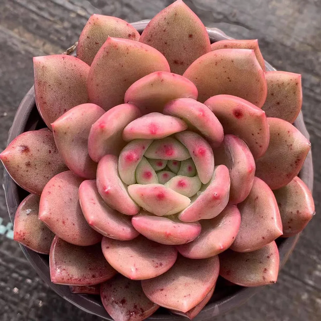 5.Echeveria Ling xue single head 5-6cm / Echeveria/Succulent plants / Garden landscape / Carefully select healthy plants