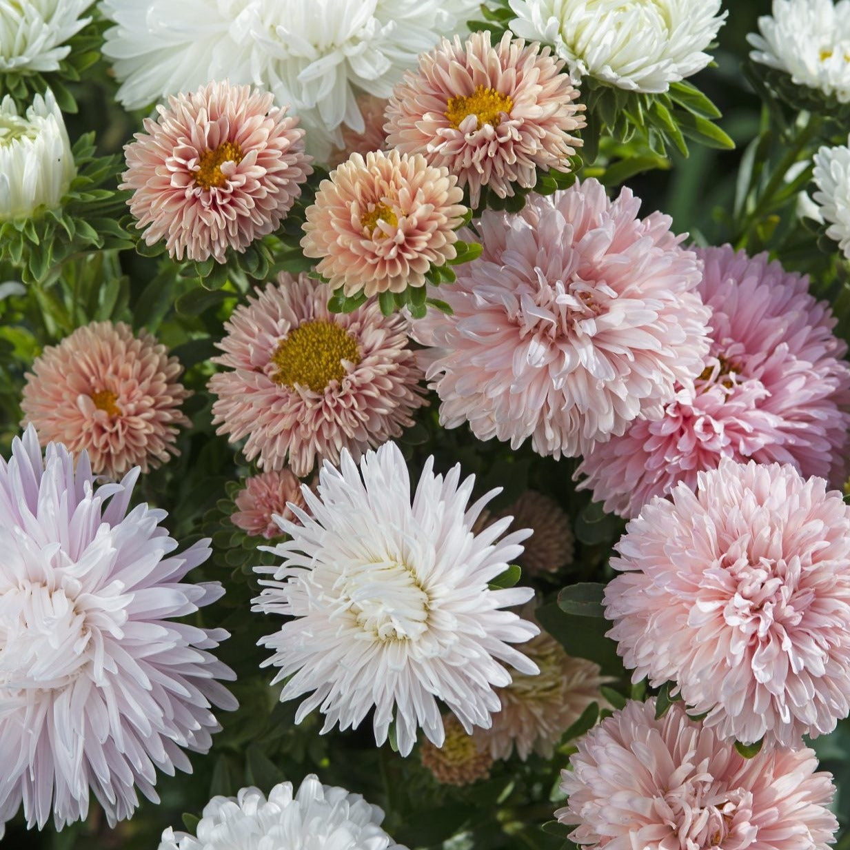 Aster China The Roses Mix Flower | X 50 Seeds
