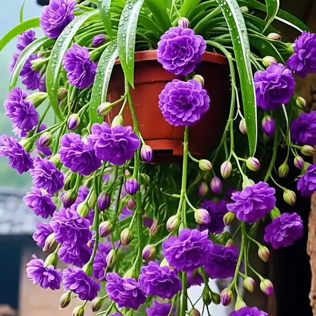 Grand Bloom Spider Plant Seeds/Bulbs 💐 Nature's Hanging Masterpiece of Color & Grace