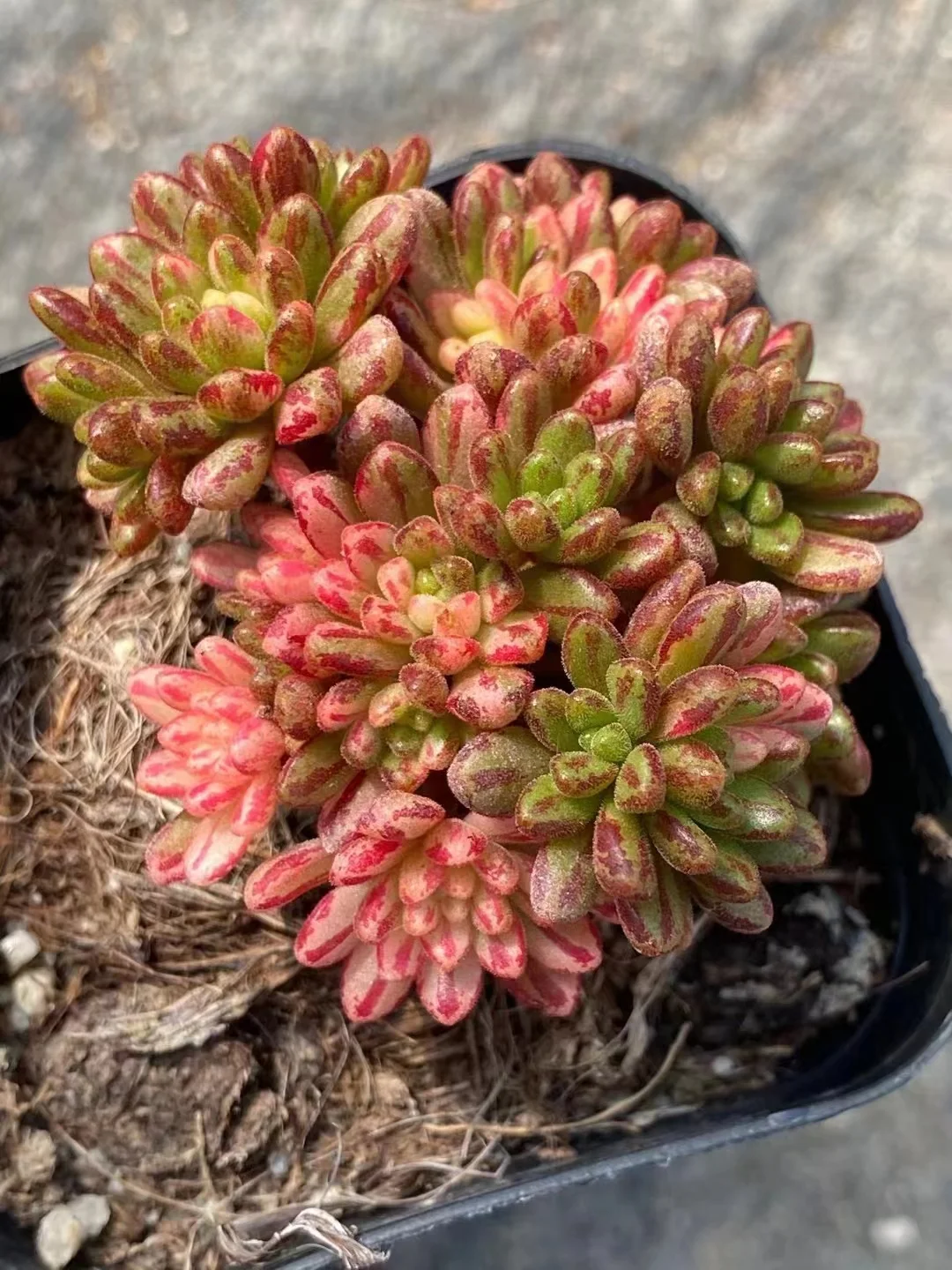 plant Aeonium Echeveria Haworthia  Caudex  Lithops Cactus  Agave 