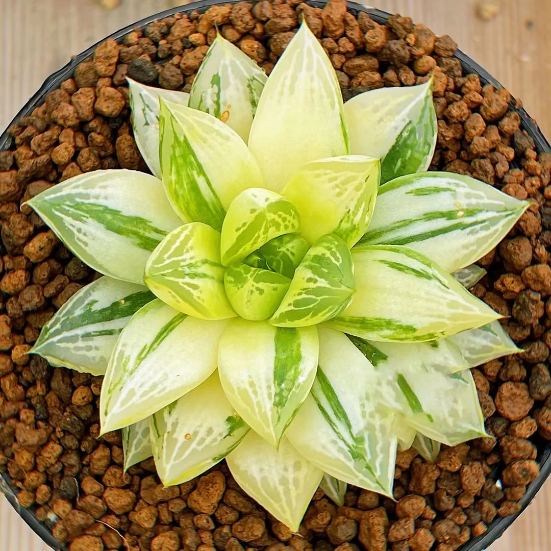 91.  Haworthia cymbiformis var. triebnet poelln  5-7cm/ Haworthia/ Succulent plants / Garden landscape / Carefully select healthy plants