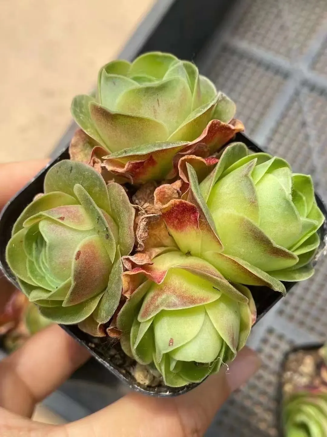 plant Aeonium Echeveria Haworthia  Caudex  Lithops Cactus  Agave 