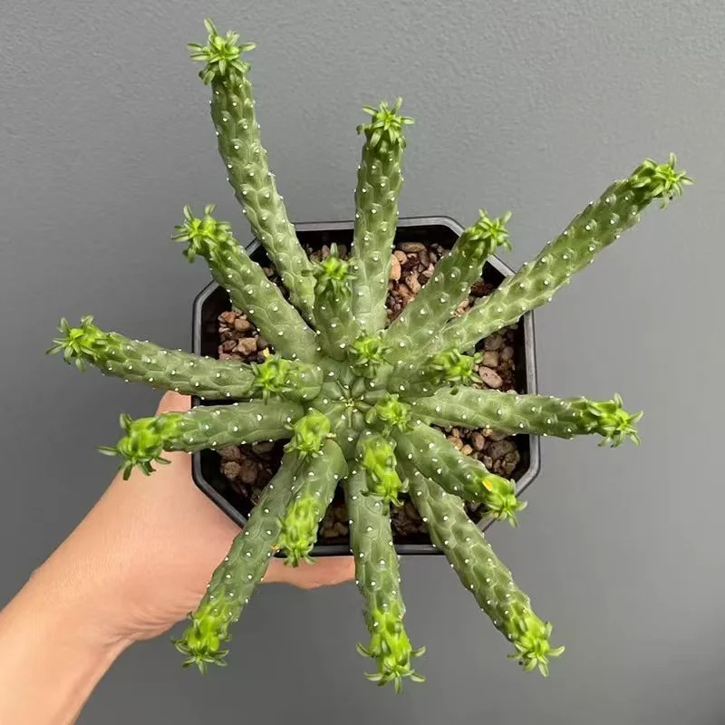 plant Aeonium Echeveria Haworthia  Caudex  Lithops Cactus  Agave 