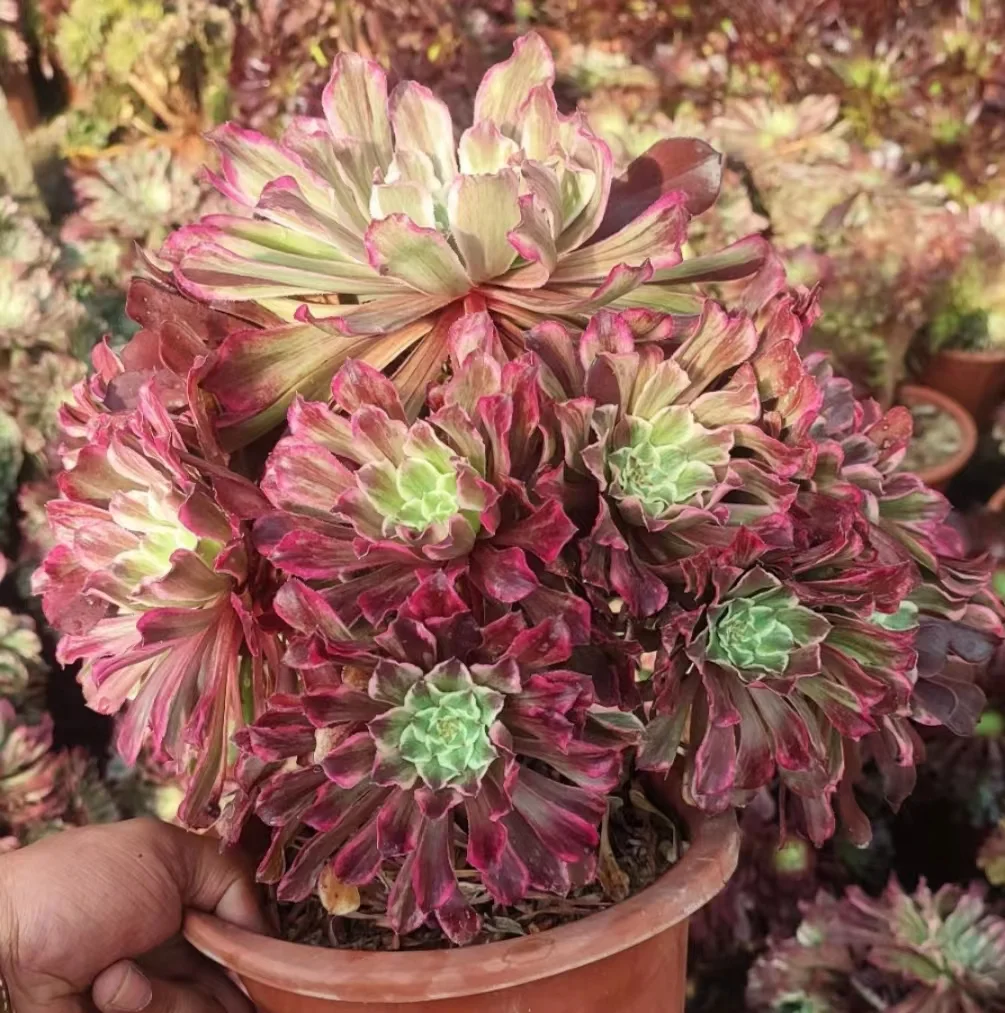 plant Aeonium Echeveria Haworthia  Caudex  Lithops Cactus  Agave 