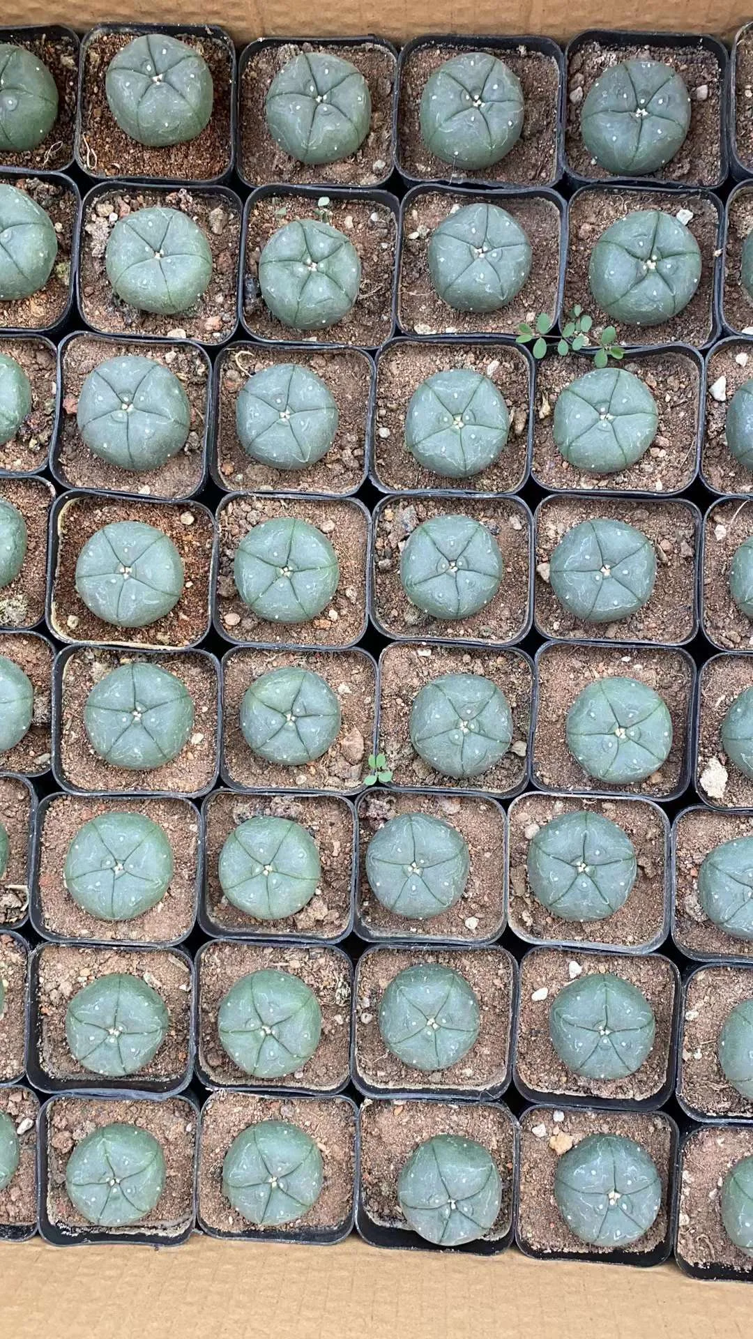 plant Aeonium Echeveria Haworthia  Caudex  Lithops Cactus  Agave 