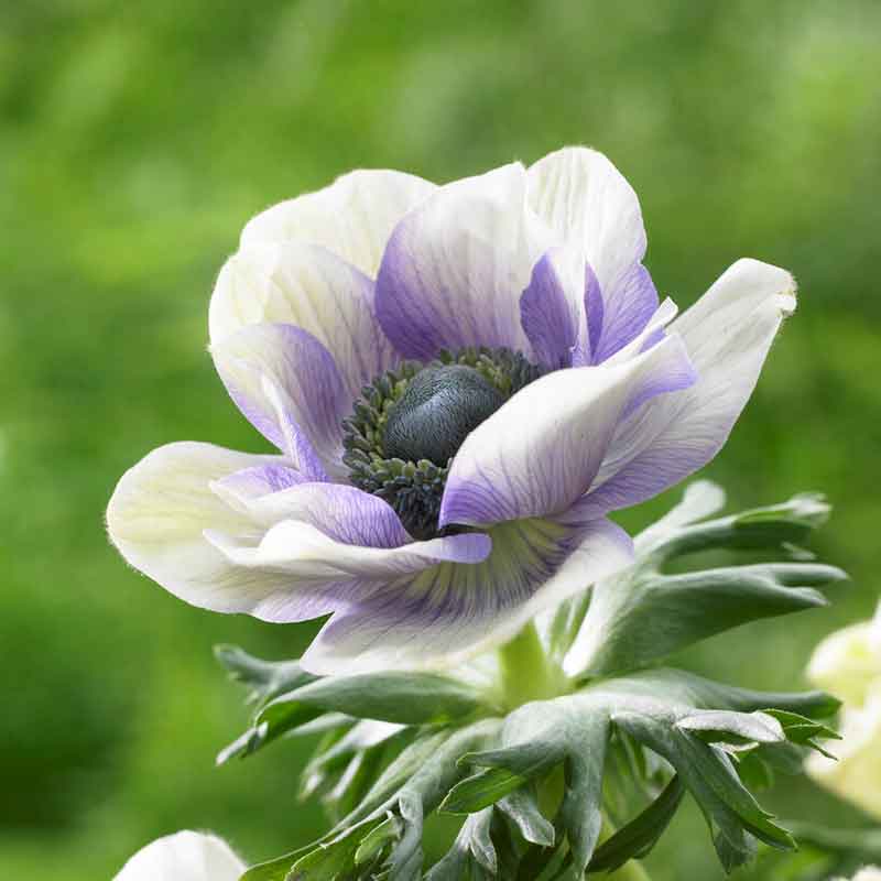 Pastel Blue Anemone Seeds