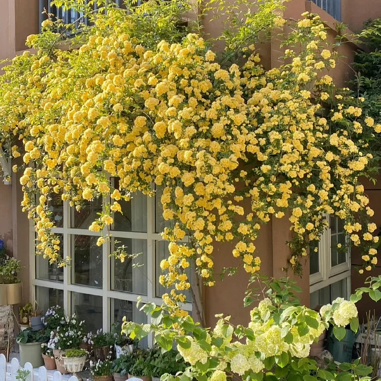 💛Yellow Banksia Rose – The Thornless Climber for Stunning Spring Flower Walls