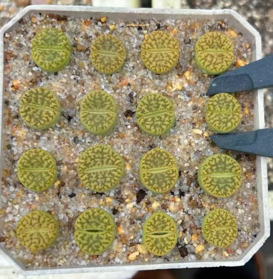 plant Aeonium Echeveria Haworthia  Caudex  Lithops Cactus  Agave 