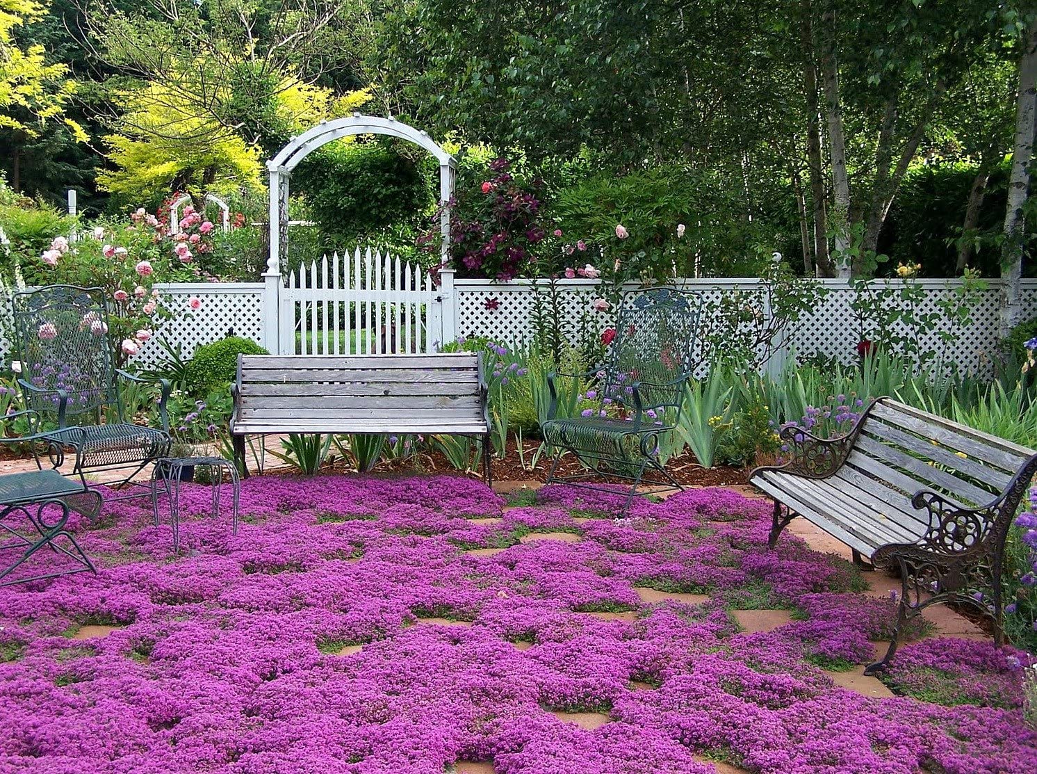 Is It the Right Time for a Thyme Lawn? - Laidback Gardener