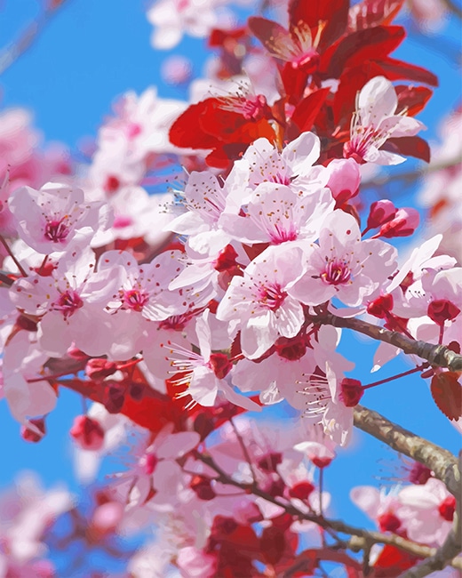 

Japanese Cherry Blossom – Paint By Numbers - 40*50CM, 501 Original