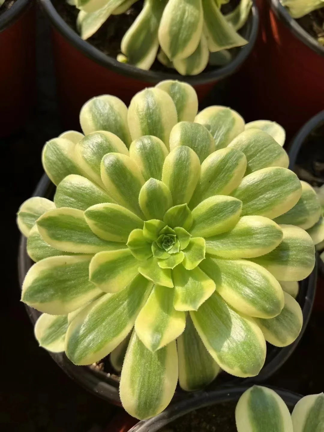 plant Aeonium Echeveria Haworthia  Caudex  Lithops Cactus  Agave 