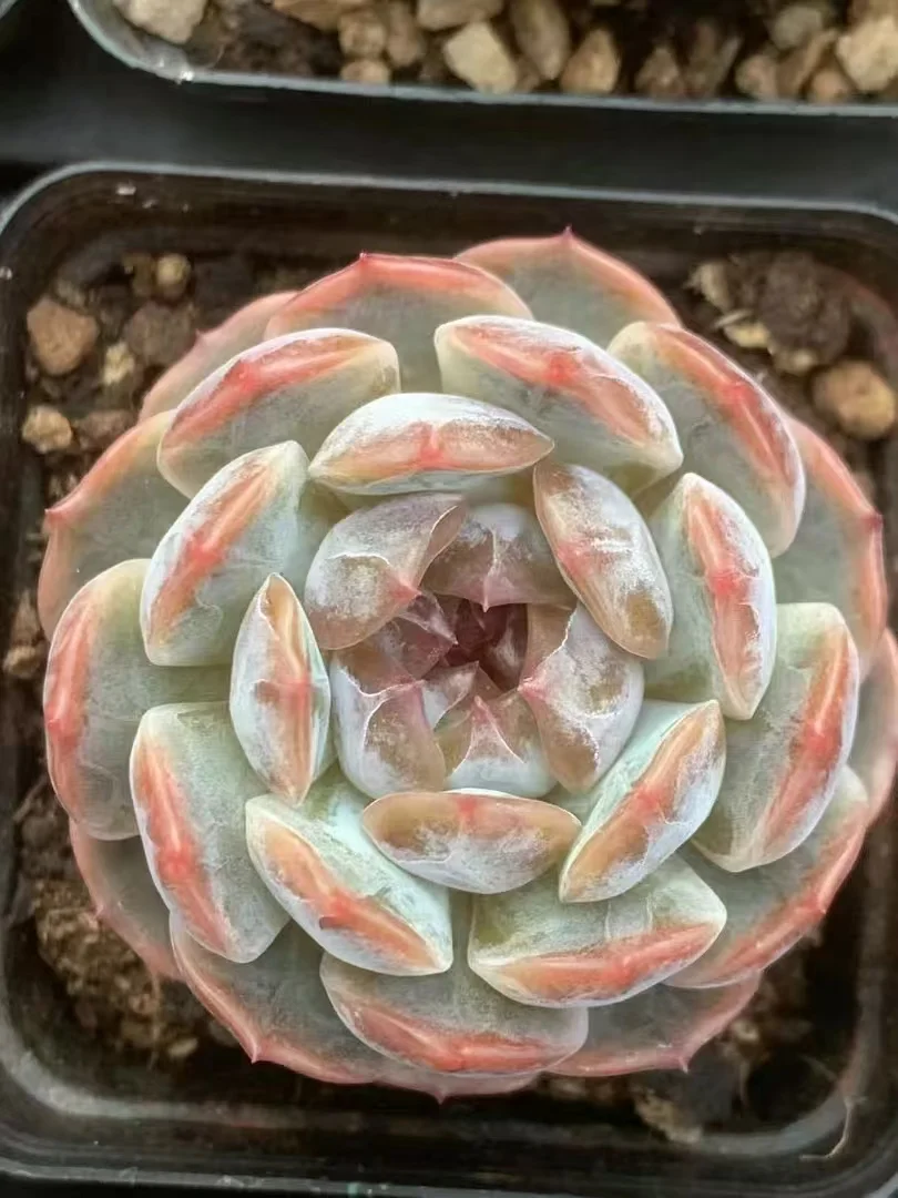 plant Aeonium Echeveria Haworthia  Caudex  Lithops Cactus  Agave 