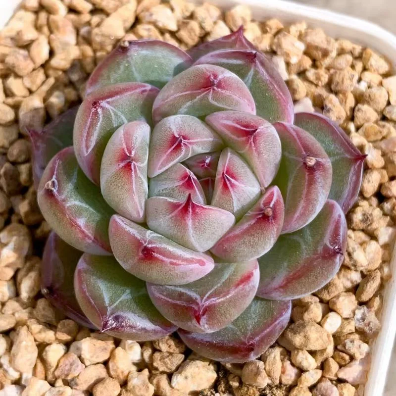 plant Aeonium Echeveria Haworthia  Caudex  Lithops Cactus  Agave 