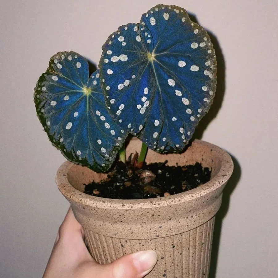 Starry Night Begonia Seeds