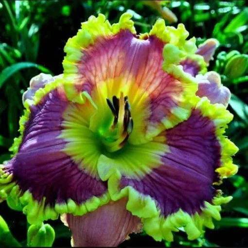 Daylily Hybrid Flowers Seed