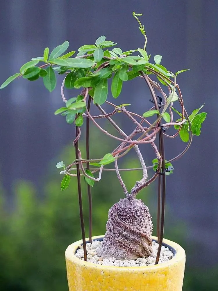 830.   Fockea edulis  2-3cm / Caudex  / Succulent plants / Garden landscape / Carefully select healthy plants